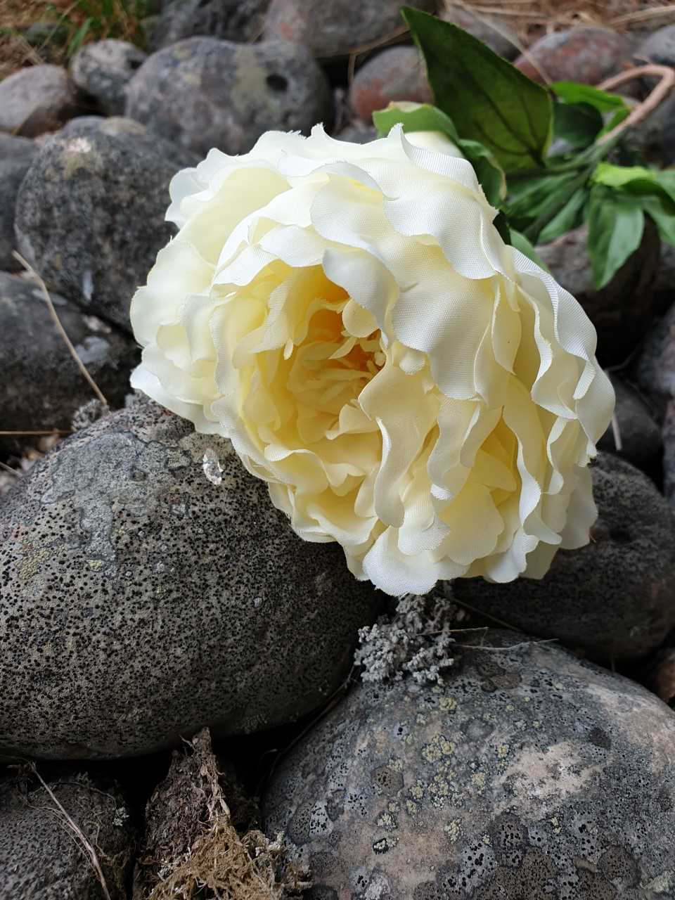 Valkoinen kukka kivillä.