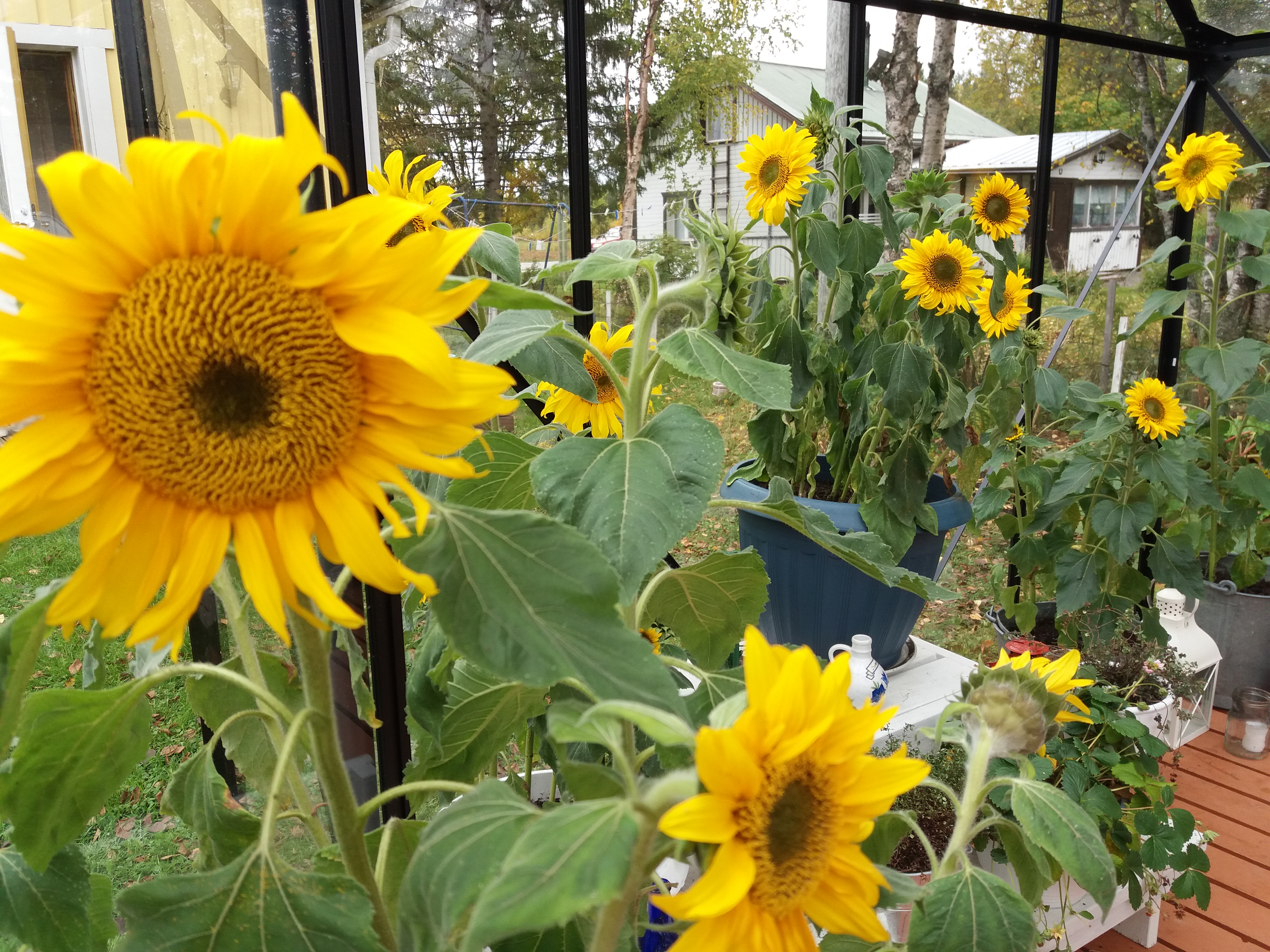 kuvassa keltaisia auringonkukkia purkeissa kasvamassa